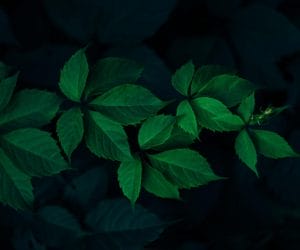 Some benefits of bitter leaf