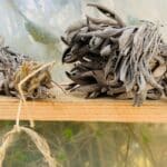 The medicinal and other importance of the plant Jatropha Curcas