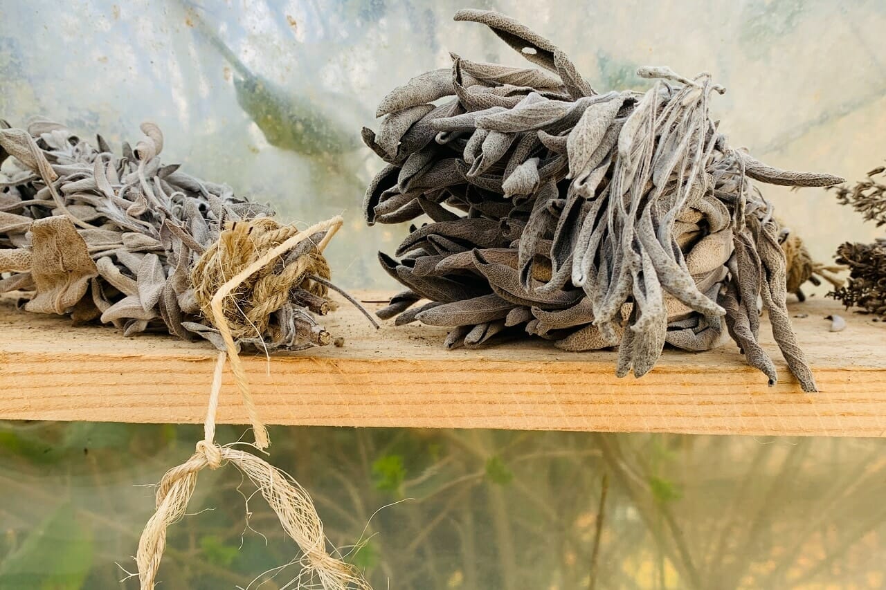The medicinal importance of the plant Jatropha Curcas