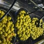 benefits of olive oil
