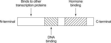 Structure of steroid hormone receptor