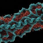 Protein structure determination techniques X-ray Crystallography vs. Cryo-Electron Microscopy
