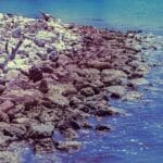 How acidic seas are reshaping the planet