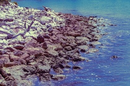 How acidic seas are reshaping the planet