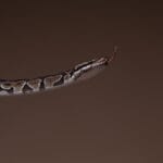 The powerful science of animal venoms in modern medicine