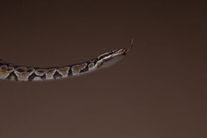 The powerful science of animal venoms in modern medicine