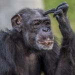 Chimpanzees shown to think about thinking in landmark study