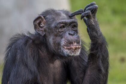 Chimpanzees shown to think about thinking in landmark study